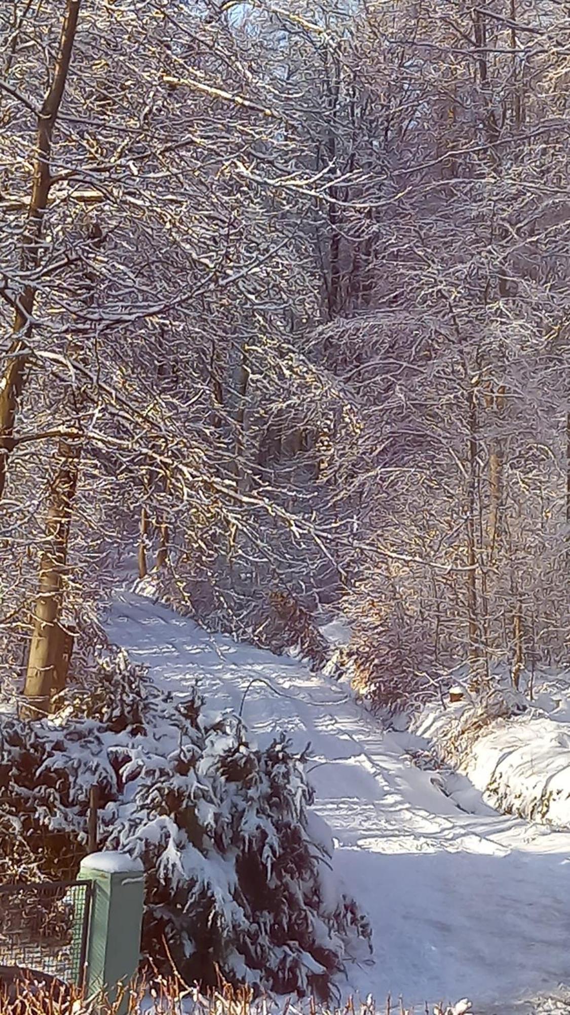Ferienwohnung Haus am Wald Hillscheid Exterior foto